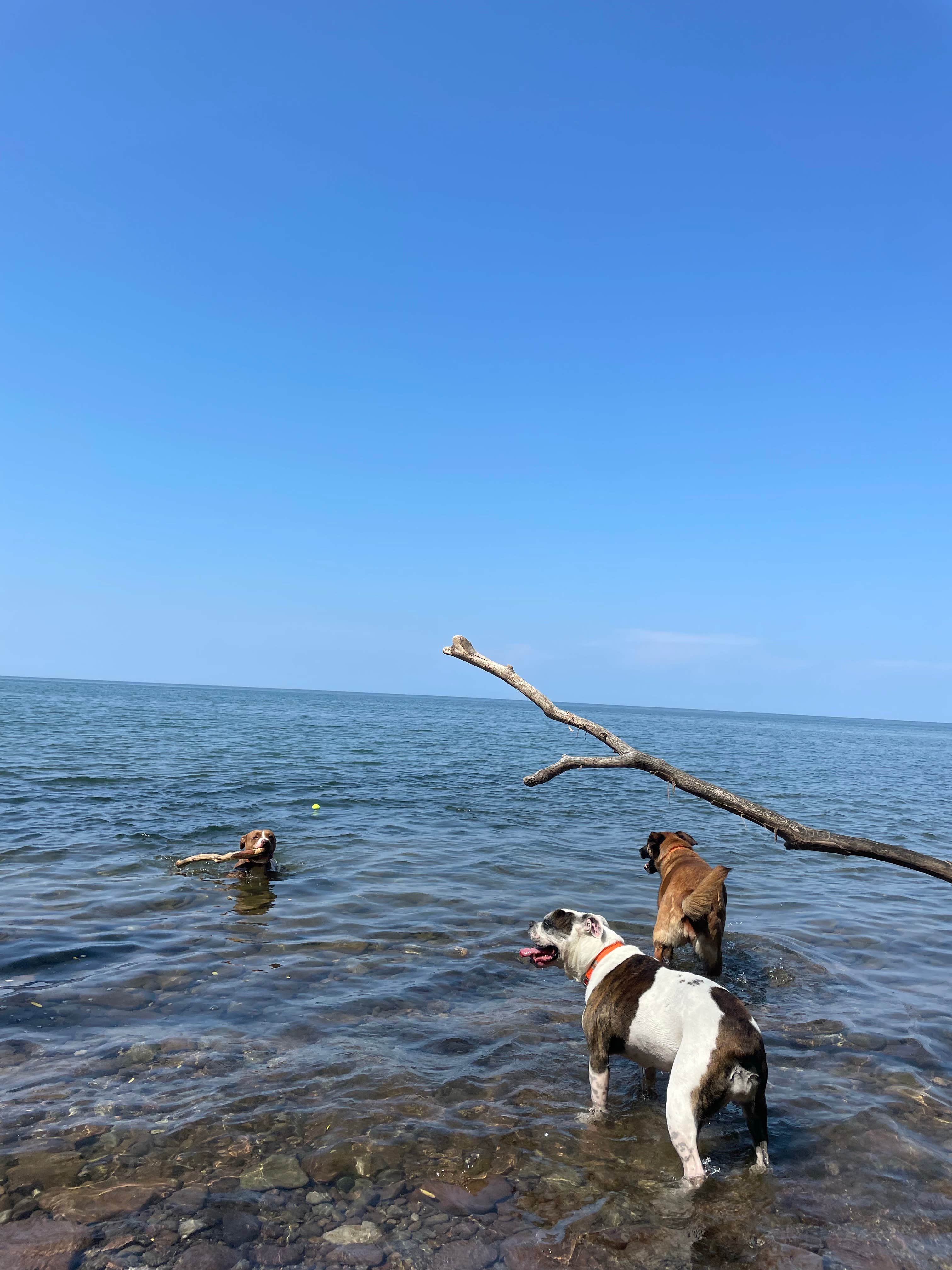 Bella S.'s photo of camping with pets at Golden Hill State Park Campground near Hilton, NY