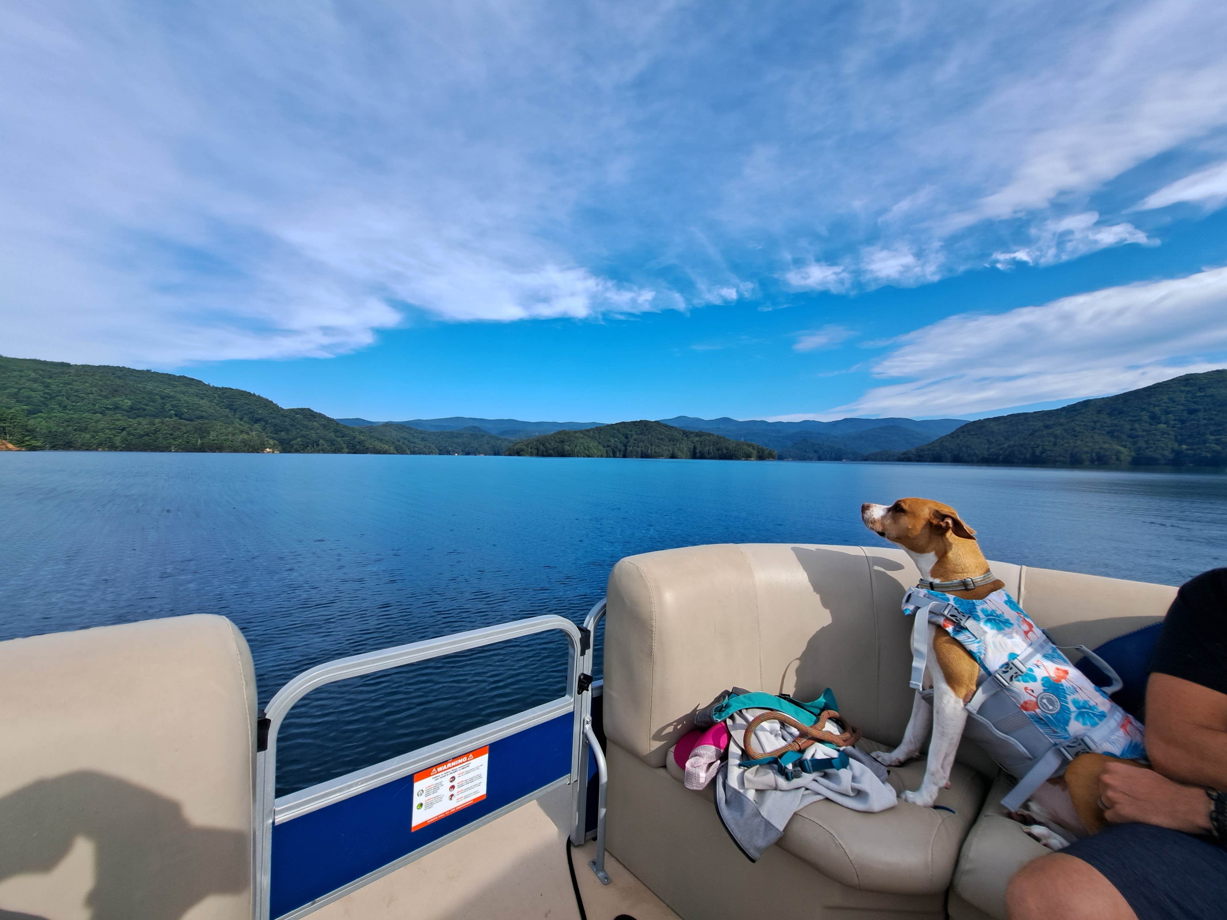 Rhedonda L.'s photo of camping with pets at Devils Fork State Park Campground near Pickens, SC