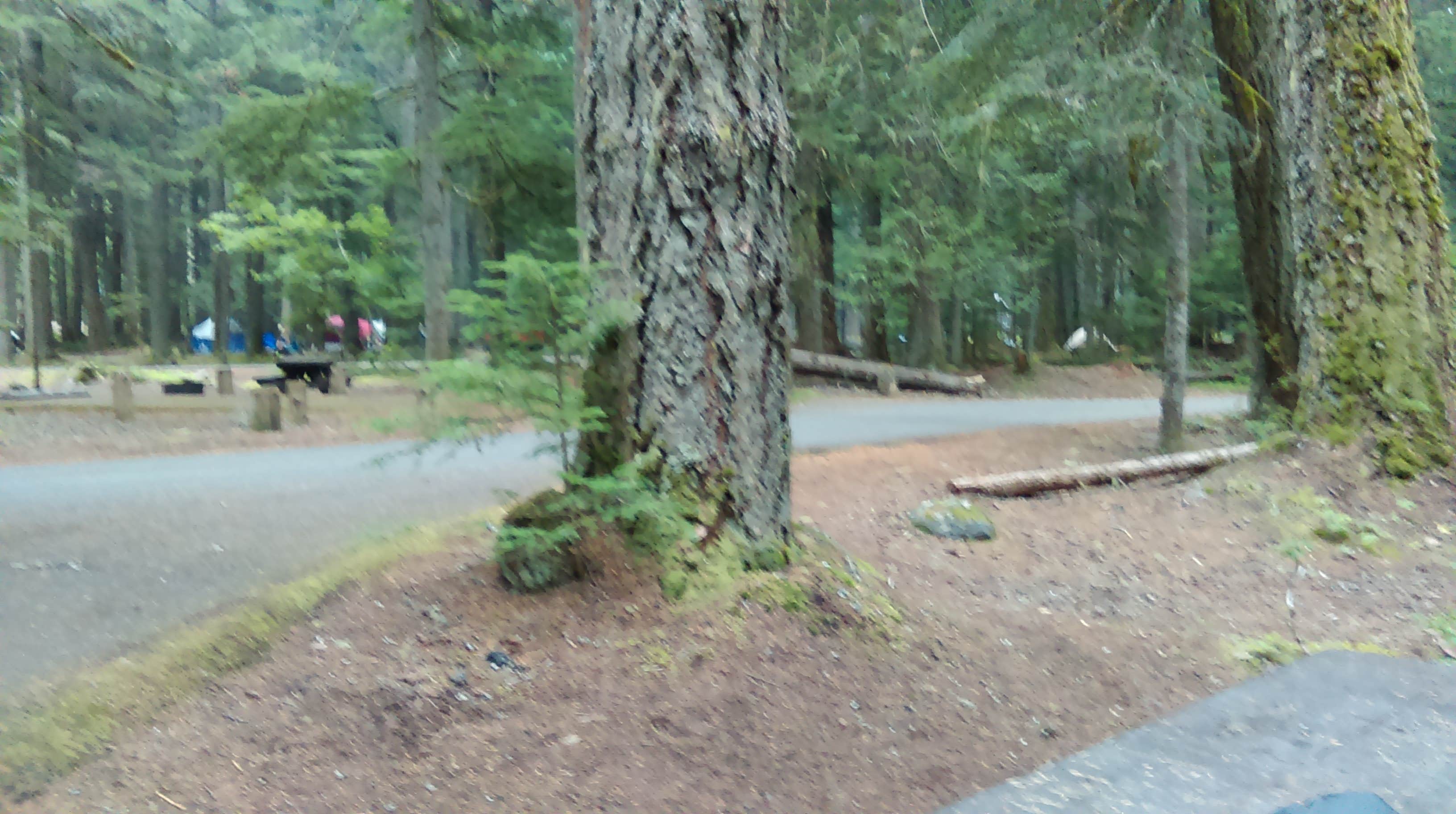 Camper submitted image from Silver Springs Campground - 2