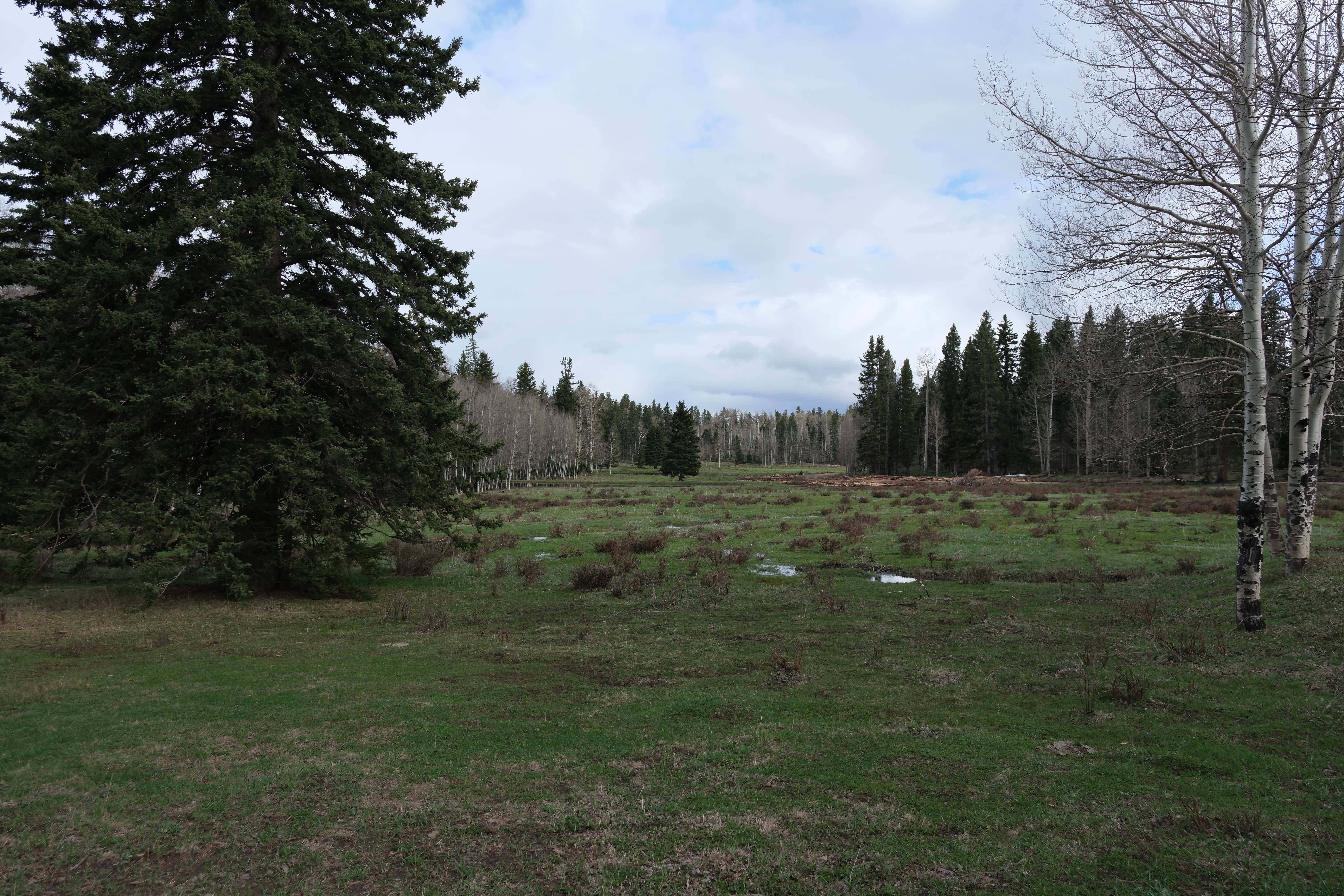 Camper-submitted photo at Rio Fernando de Taos - Forest Rd 5 near Angel Fire, NM
