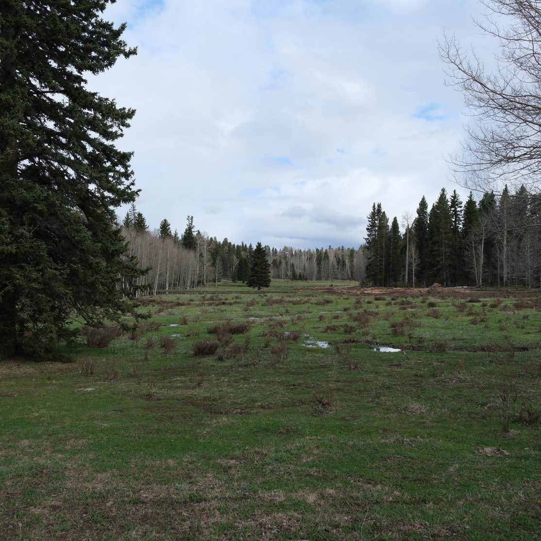 Rio Fernando de Taos Forest Rd 5 Camping Angel Fire, NM