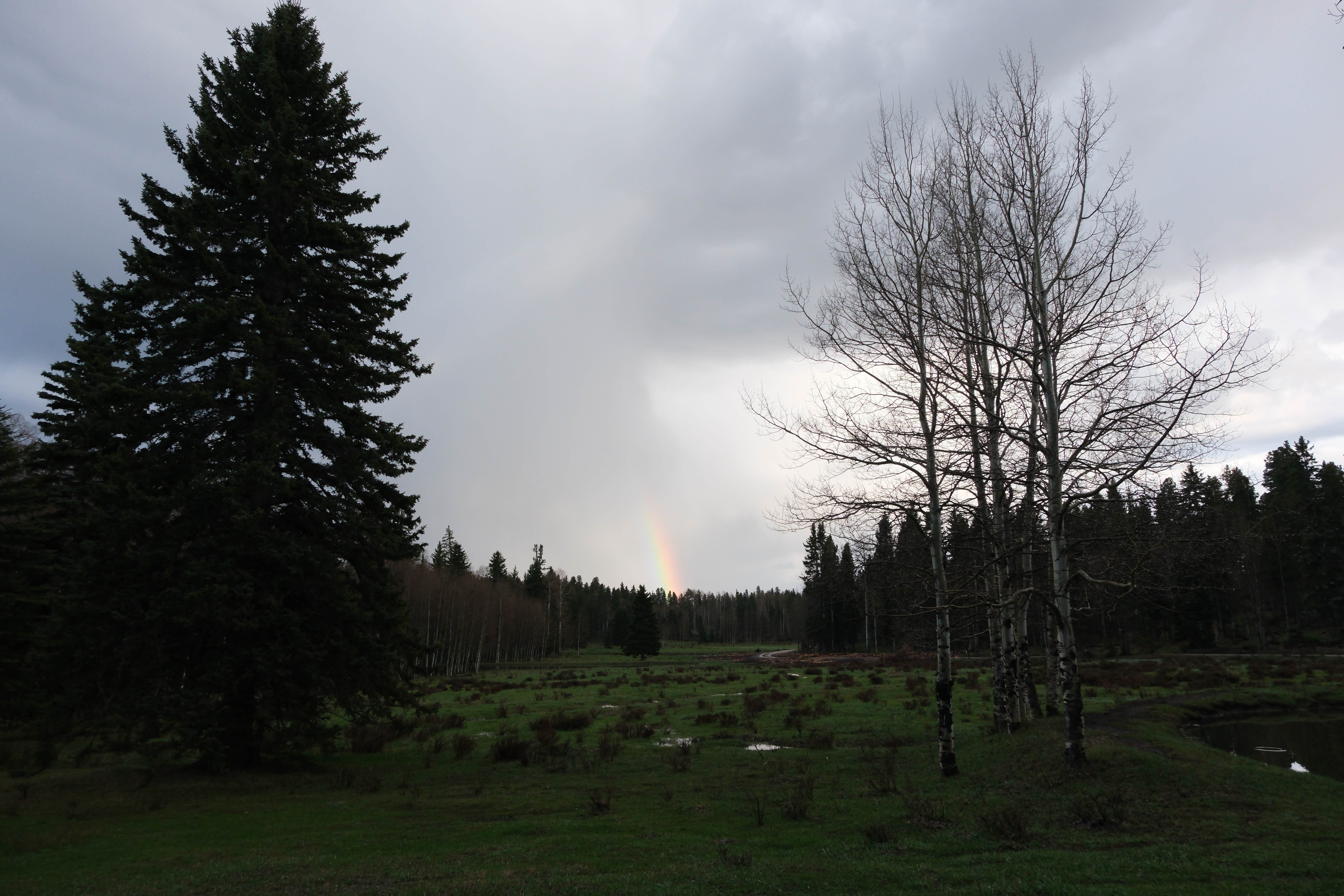Camper-submitted photo at Rio Fernando de Taos - Forest Rd 5 near Angel Fire, NM