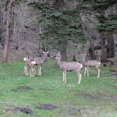 Review photo of Rio Fernando de Taos - Forest Rd 5 by PJ M., July 5, 2023