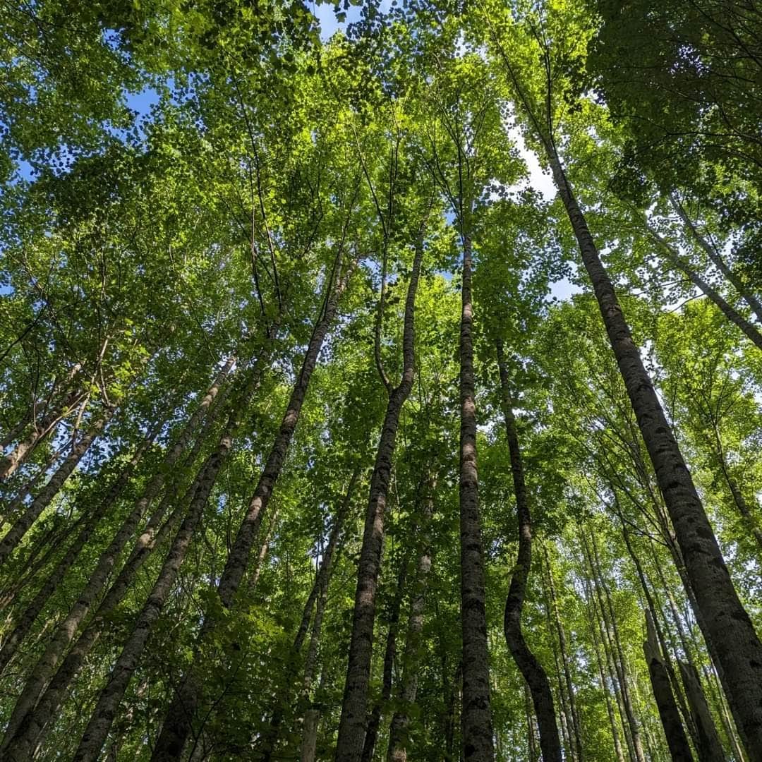 Virginia creeper outlet trail campground