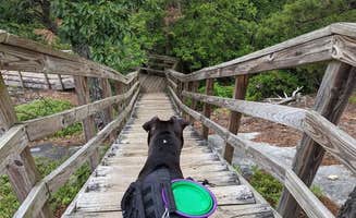 Kristi D.'s photo of camping with pets at Stone Mountain State Park Campground near Elkin, NC