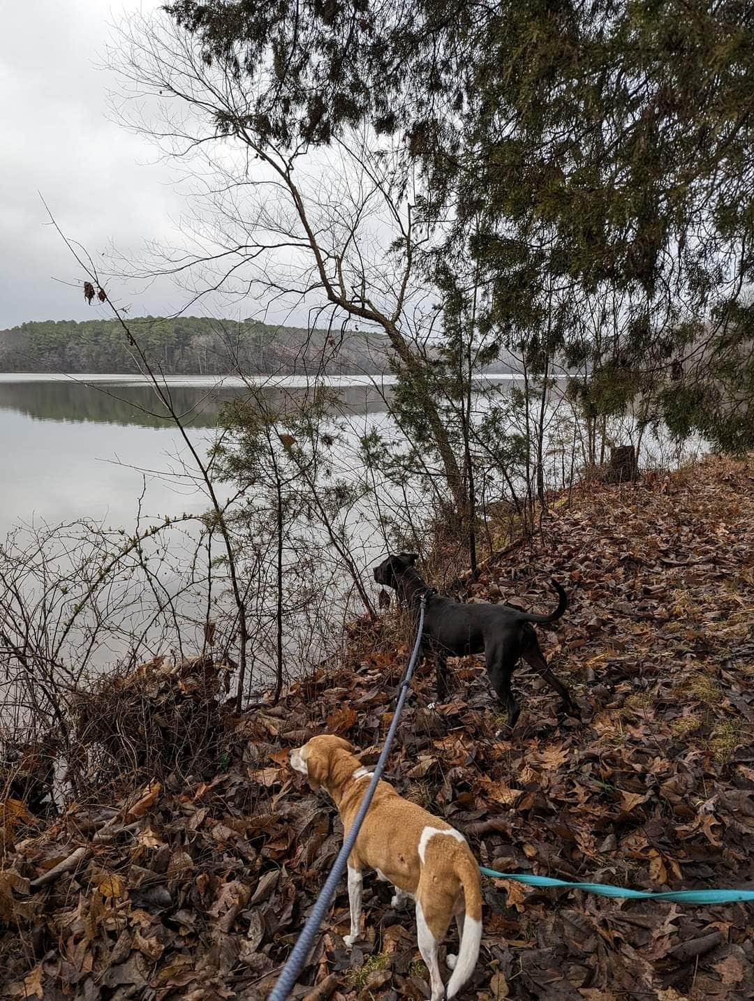 Kristi D.'s photo of camping with pets at Lake Glendale Recreation Area near Vienna, IL