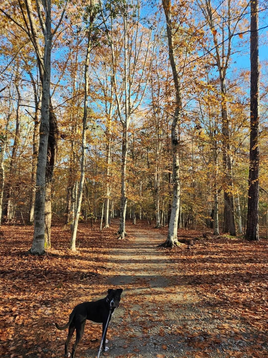 Kristi D.'s photo of camping with pets at Family Campground — Merchants Millpond State Park near Elizabeth City, NC