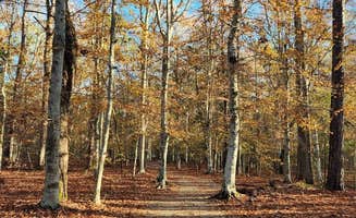 Kristi D.'s photo of camping with pets at Family Campground — Merchants Millpond State Park near Moyock, NC