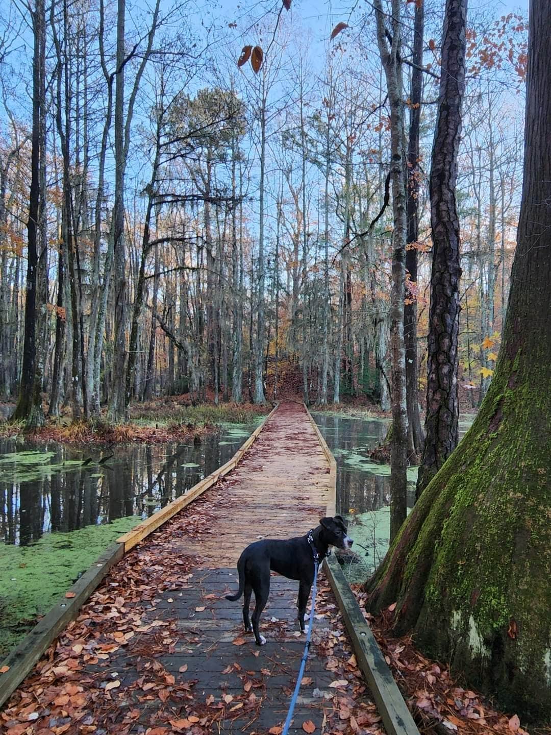 Merchants Millpond, the Most Remote State Park in North Carolina -  Explanders