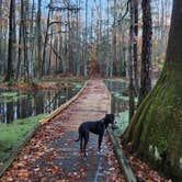 Review photo of Merchants Millpond State Park Campground by Kristi D., July 5, 2023