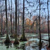 Review photo of Merchants Millpond State Park Campground by Kristi D., July 5, 2023