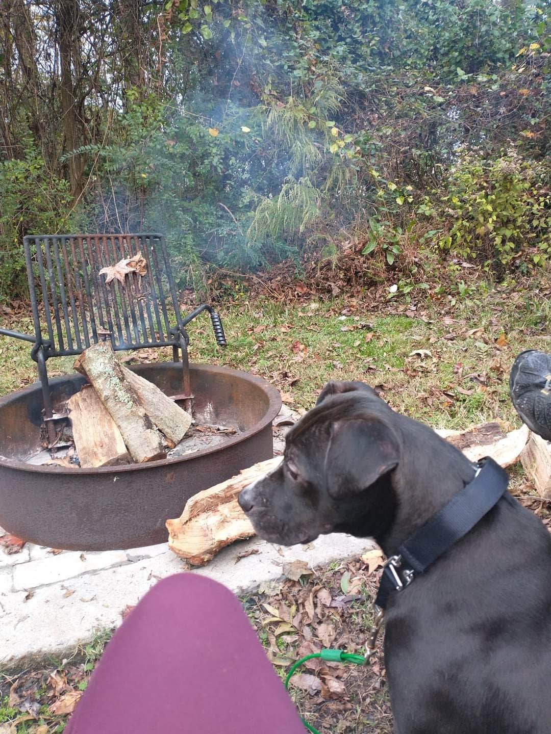 Kristi D.'s photo of camping with pets at Pettigrew State Park Campground near Kill Devil Hills, NC