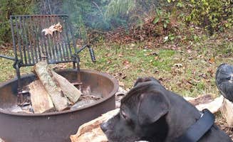 Kristi D.'s photo of camping with pets at Pettigrew State Park Campground near Bath, NC