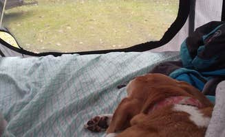 Kristi D.'s photo at Pettigrew State Park Campground near Washington, NC