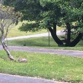 Review photo of Doughton Park Campground — Blue Ridge Parkway by Roger W., June 22, 2023