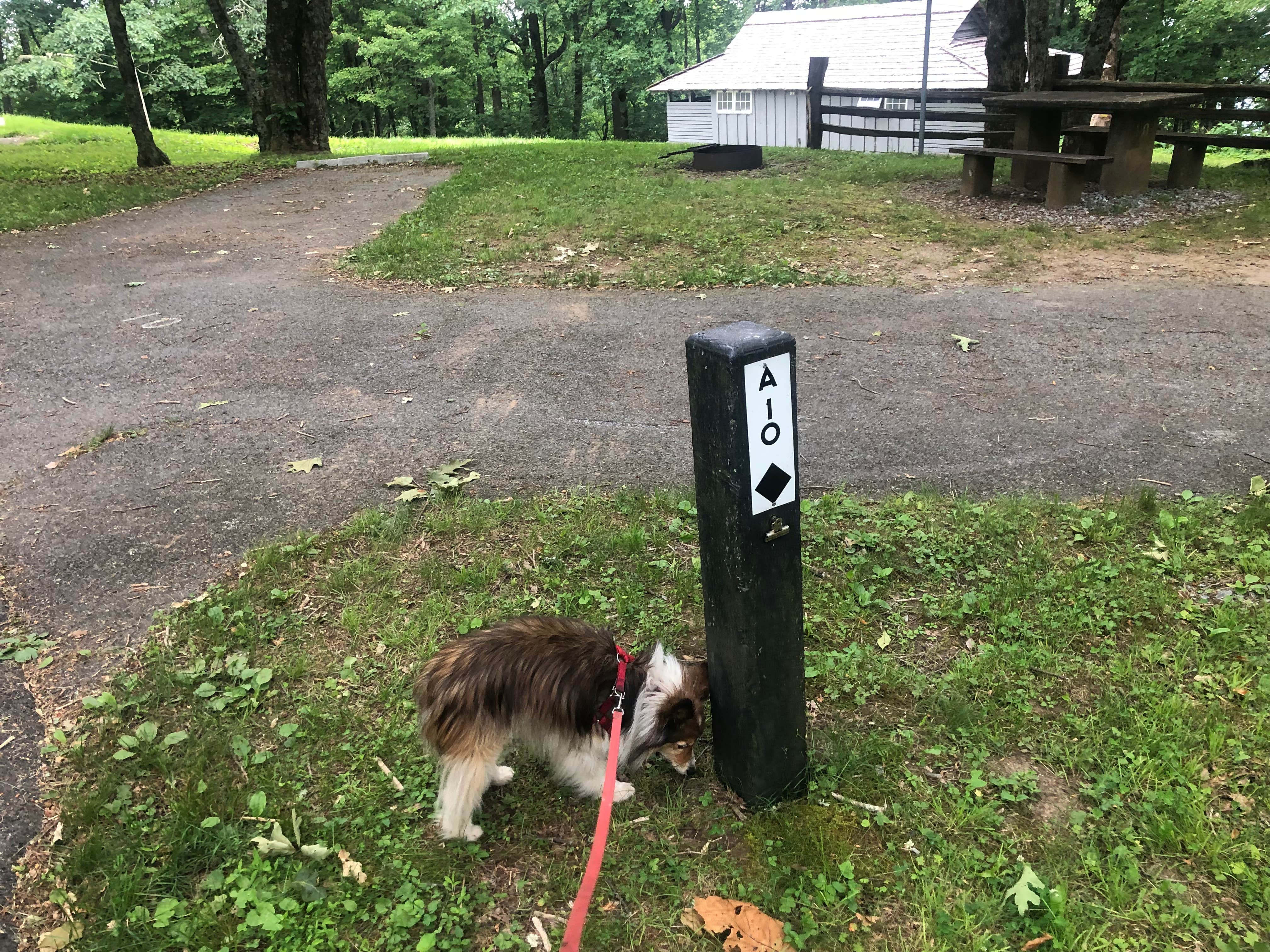 Roger W.'s photo of camping with pets at Doughton Park Campground — Blue Ridge Parkway near West Jefferson, NC