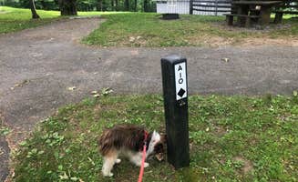 Roger W.'s photo of camping with pets at Doughton Park Campground — Blue Ridge Parkway near Mouth of Wilson, VA