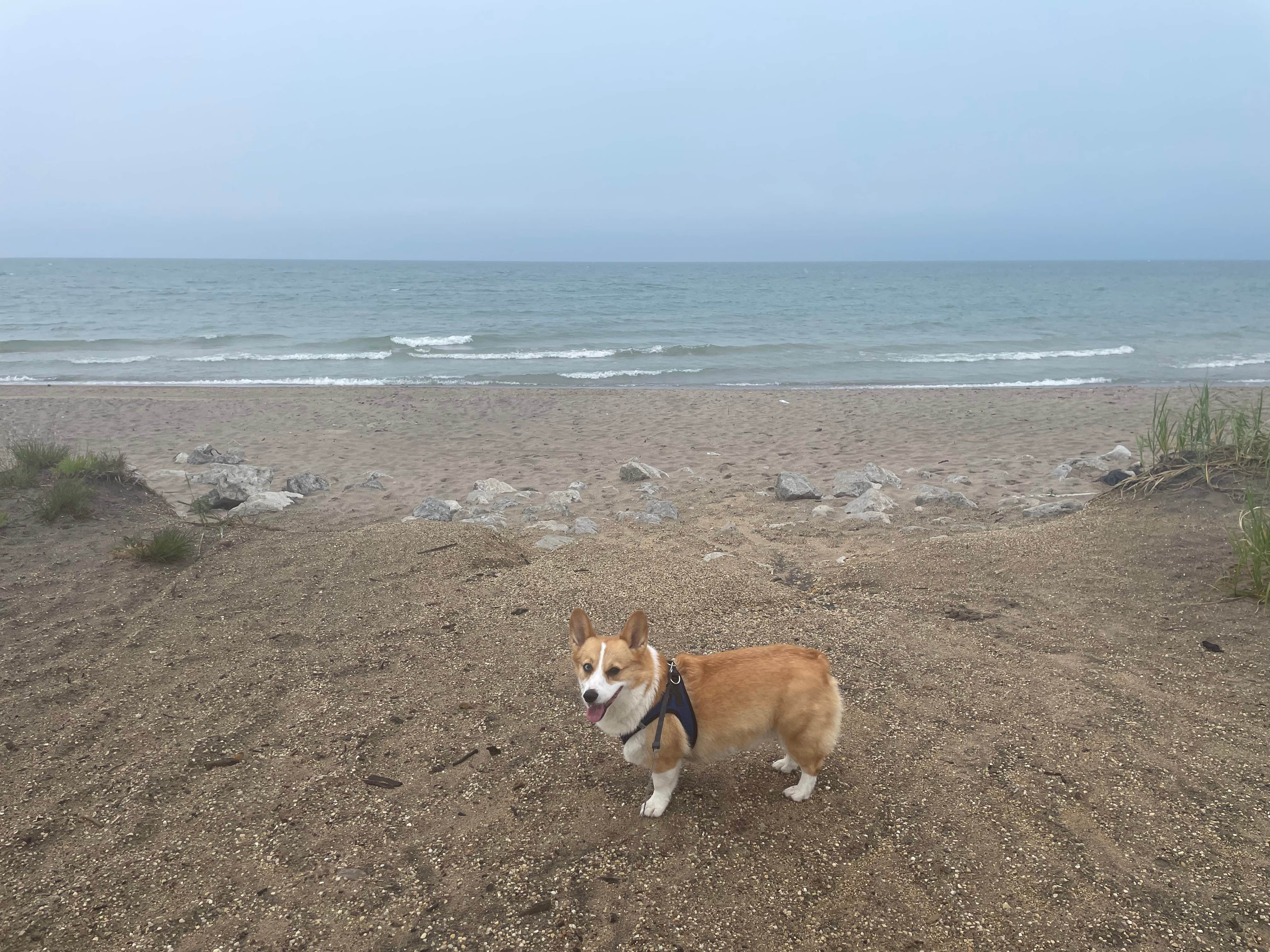 Samantha's photo of camping with pets at Adeline Jay-Geo Karis Illinois Beach State Park near Northbrook, IL