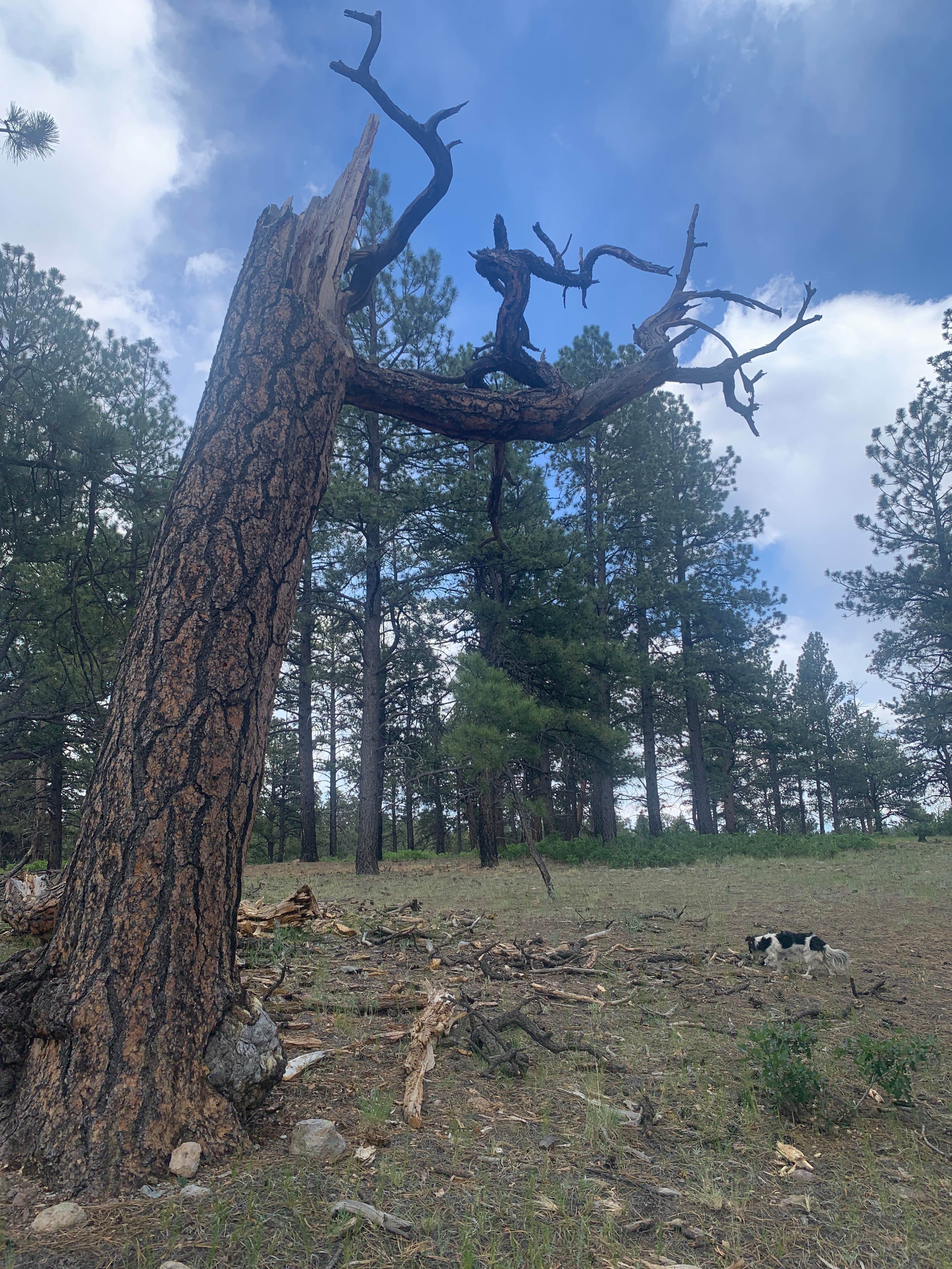 Camper-submitted photo at Tres Piedras on Forest Road 64G near Carson National Forest