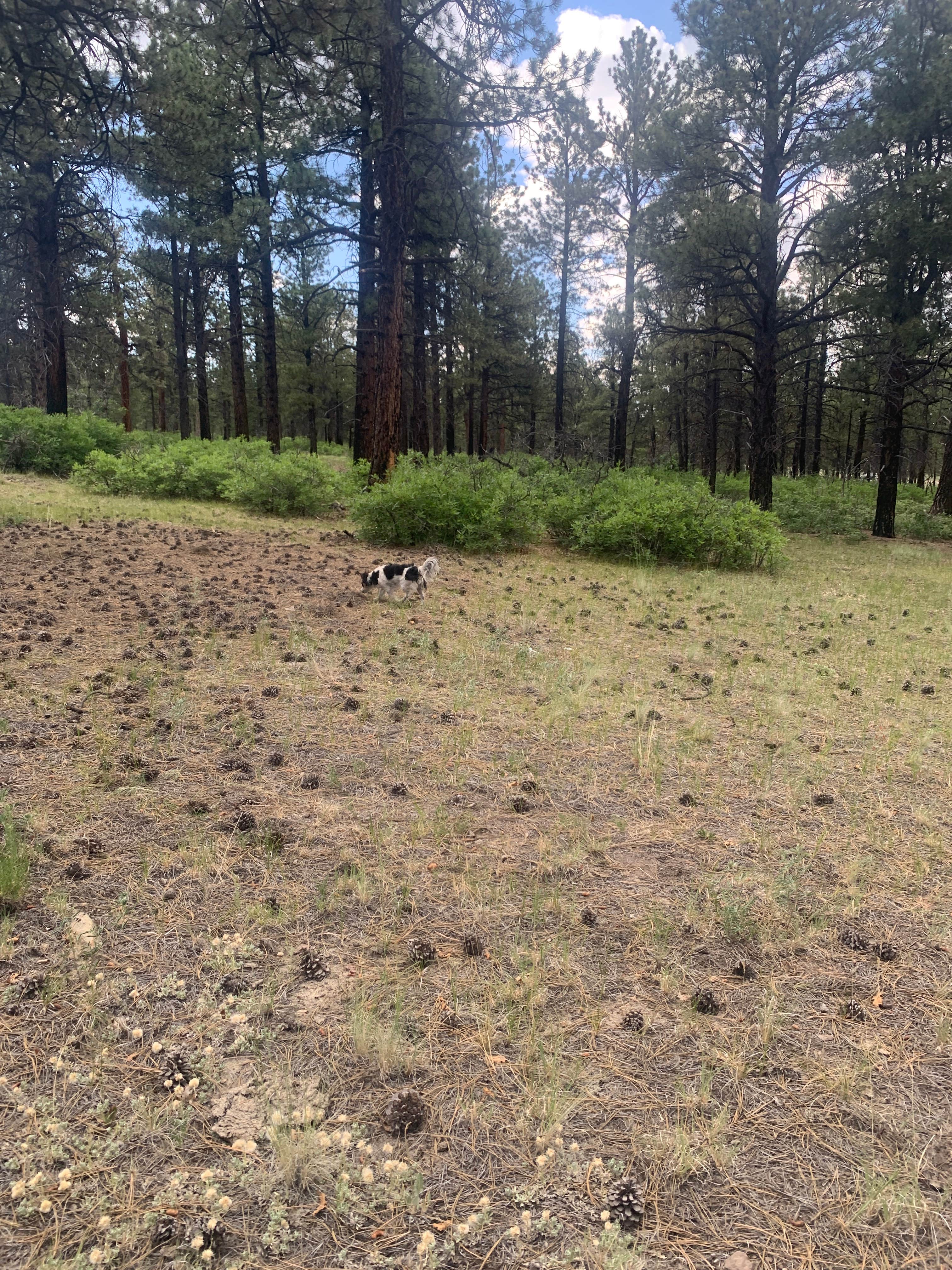 Camper-submitted photo at Tres Piedras on Forest Road 64G near Carson National Forest