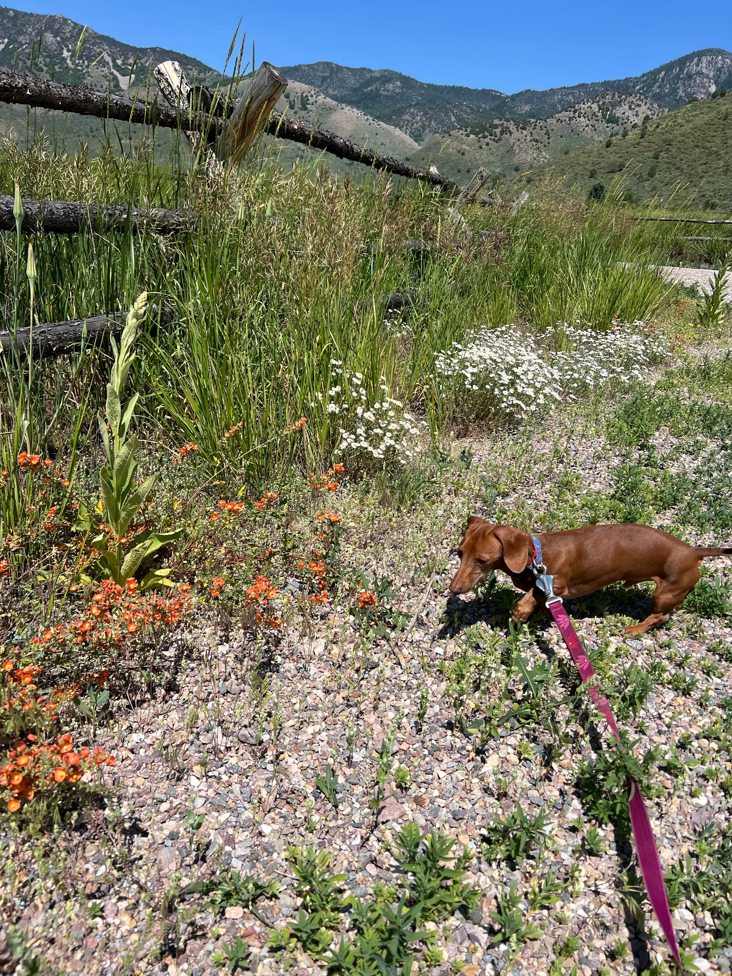A W.'s photo of camping with pets at Lower portneuf campground near Lava Hot Springs, ID