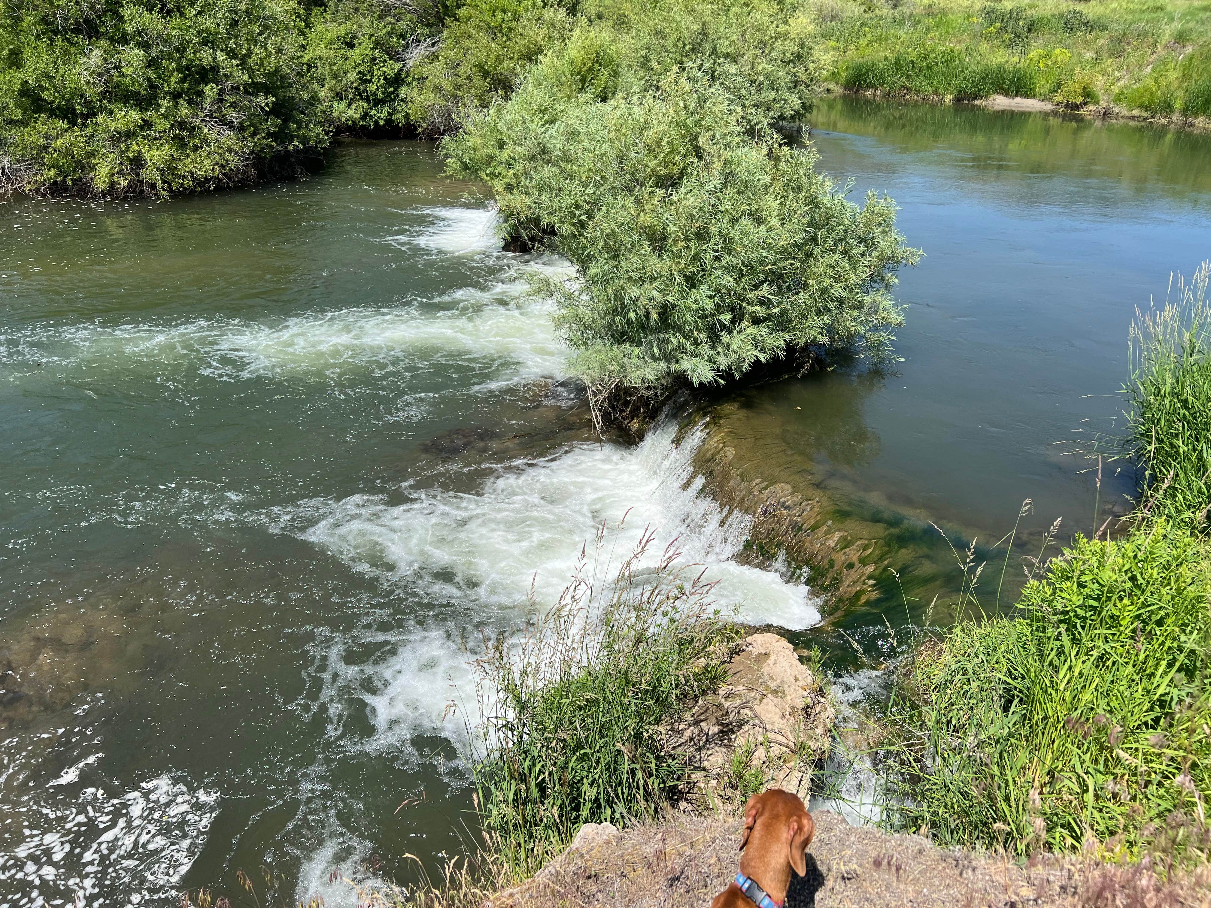A W.'s photo of camping with pets at Lower portneuf campground near Inkom, ID