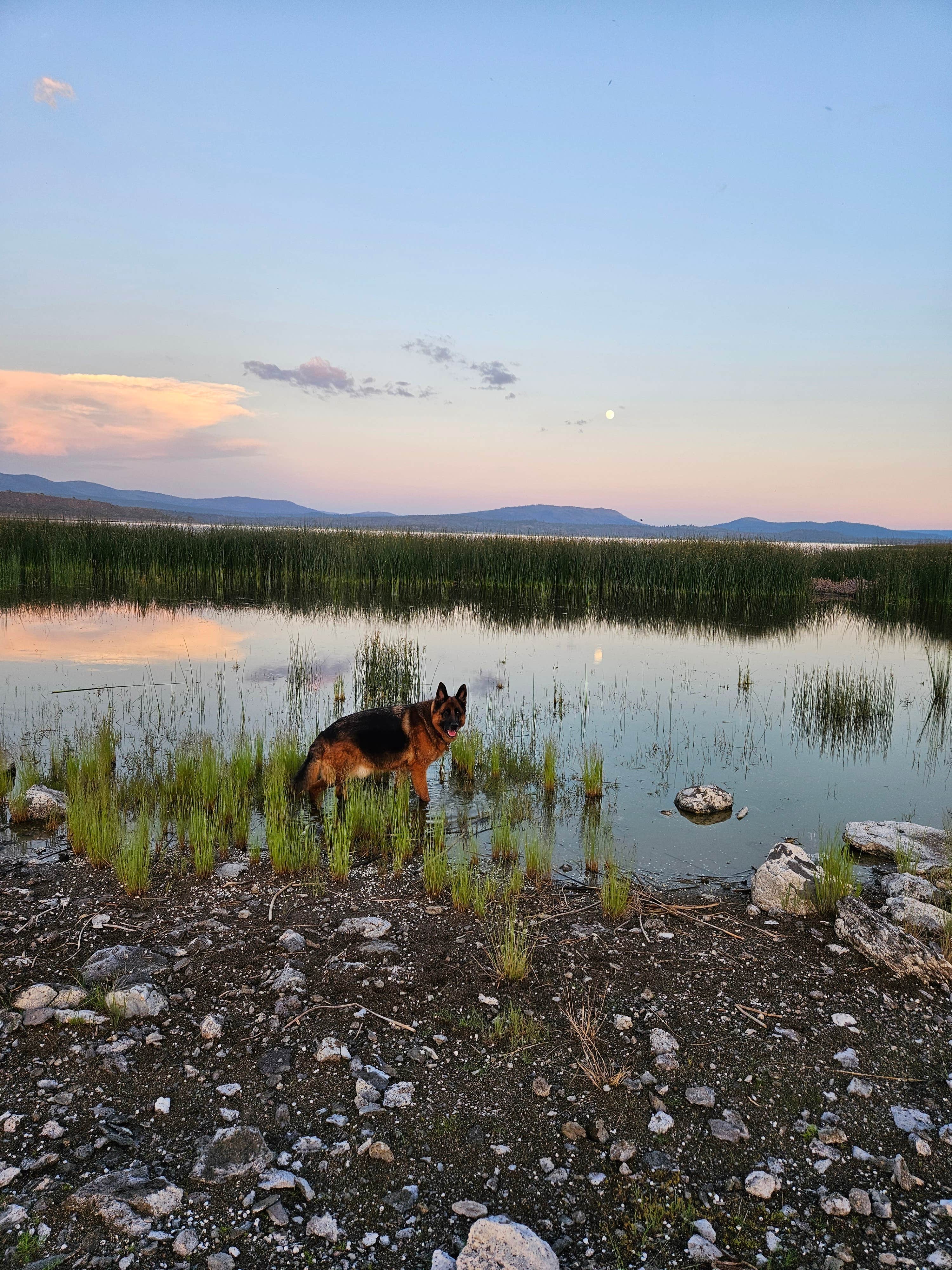 Kaitlynn M.'s photo of camping with pets at Rocky Point East near Lassen National Forest