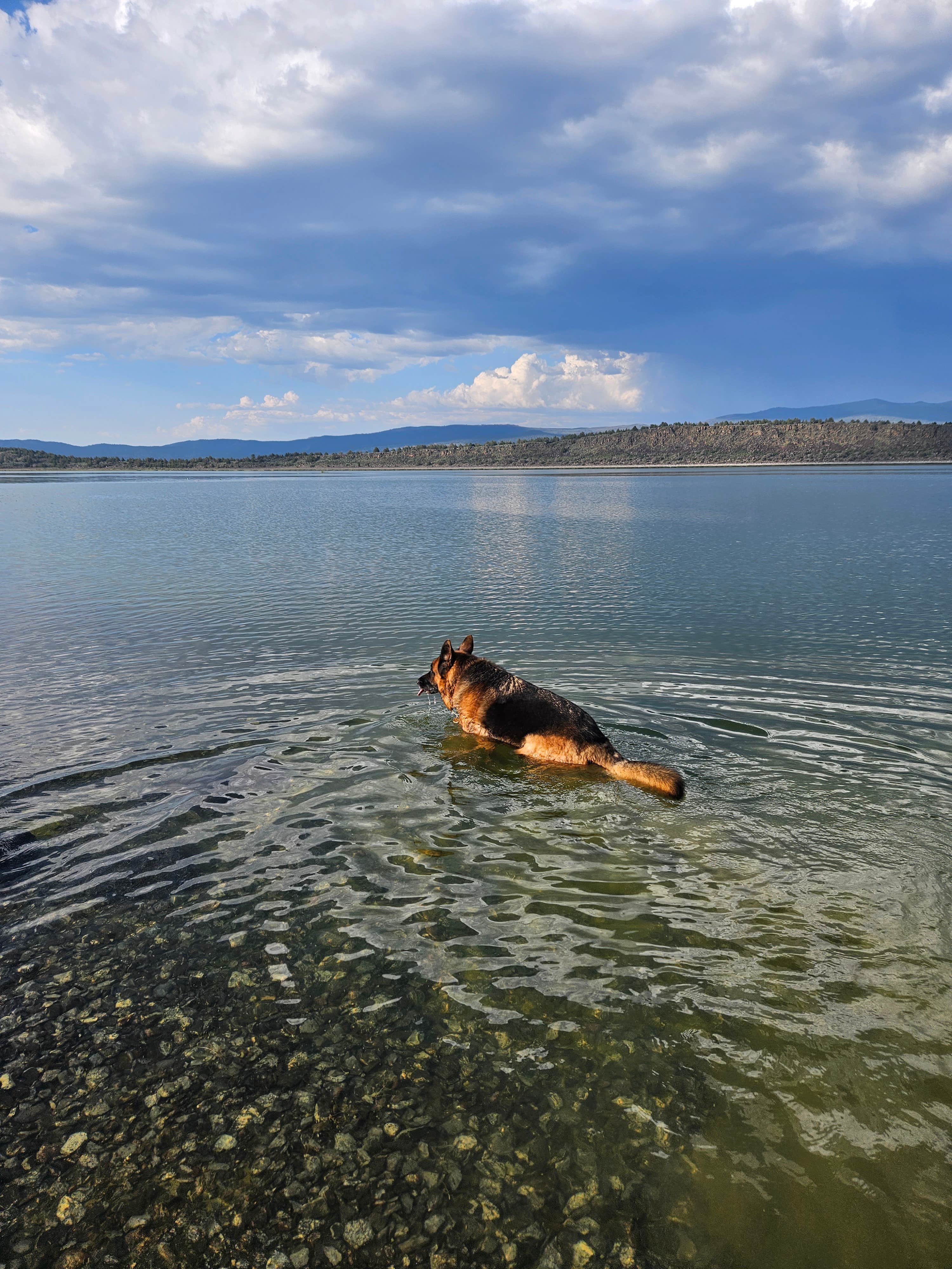 Kaitlynn M.'s photo of camping with pets at Rocky Point East near Lassen National Forest