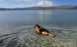 Kaitlynn M.'s photo of camping with pets at Rocky Point East near McArthur, CA