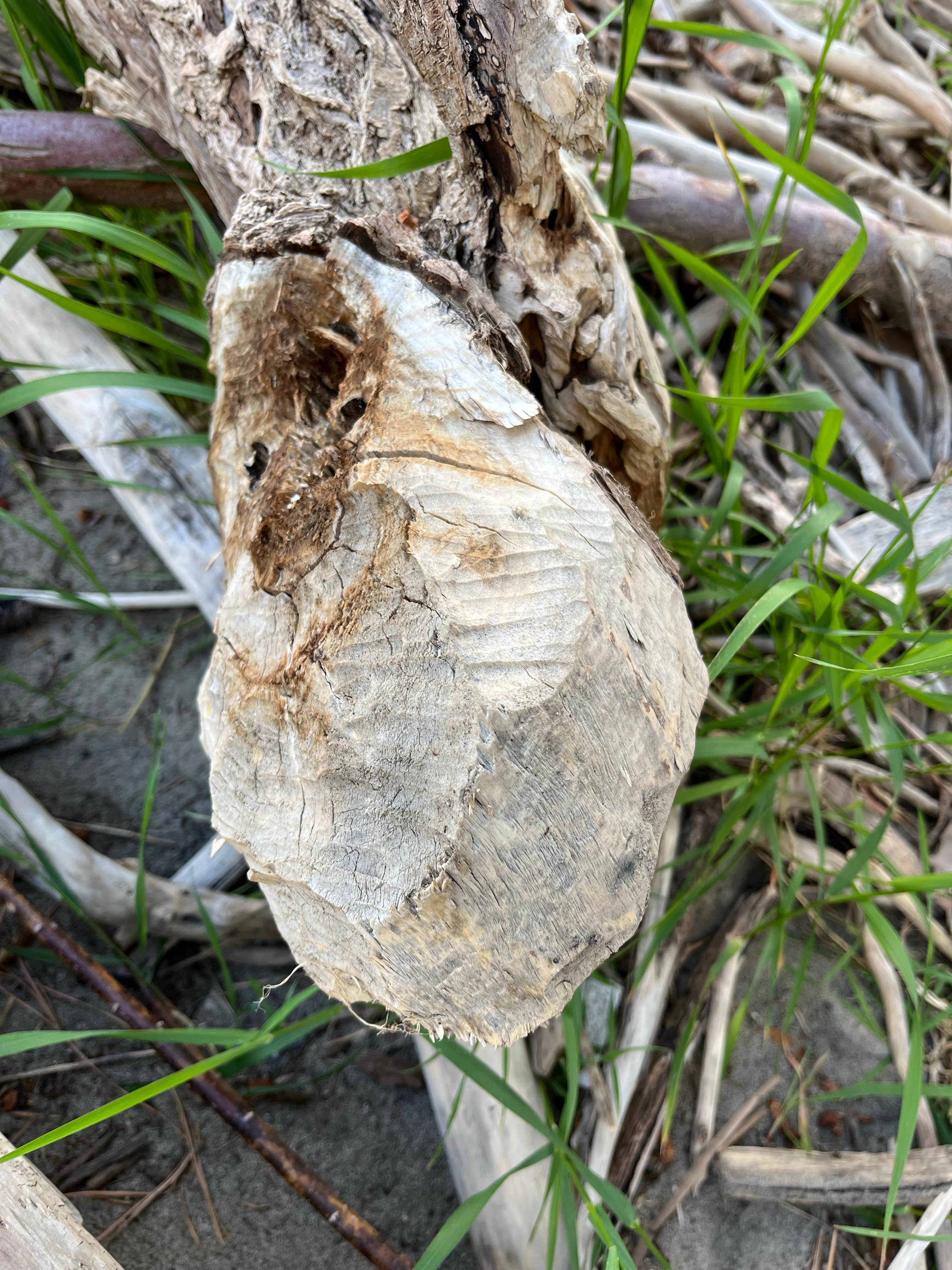 Camper-submitted photo at Camp Creek BLM Camping near Cobalt, ID