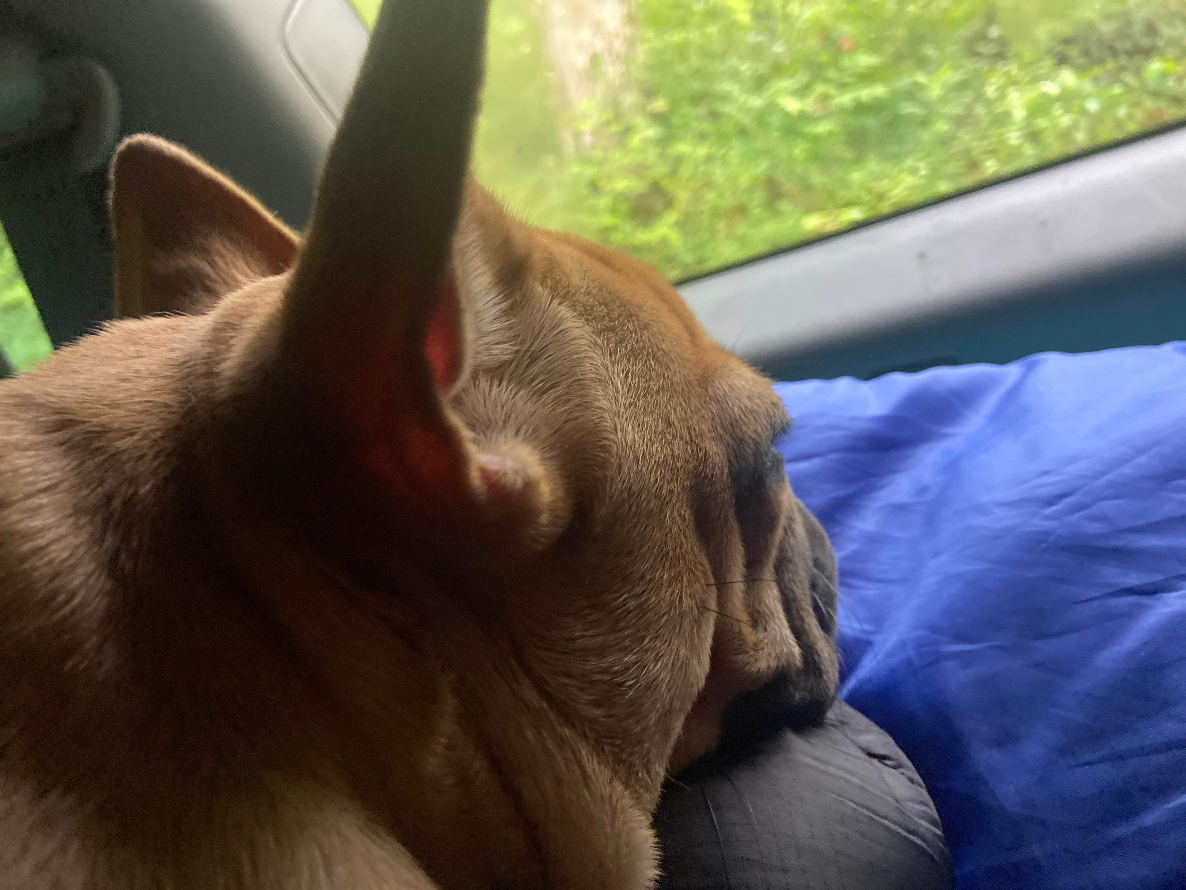 jessica's photo of camping with pets at Low Meadow Farms (formerly Brown Bike Farms) near Maryville, TN