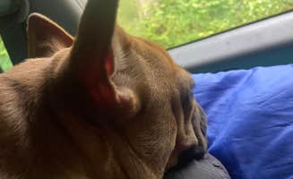 jessica's photo of camping with pets at Low Meadow Farms (formerly Brown Bike Farms) near Knoxville, TN