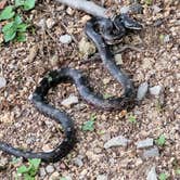 Review photo of Thousand Trails Natchez Trace by A T., July 7, 2023