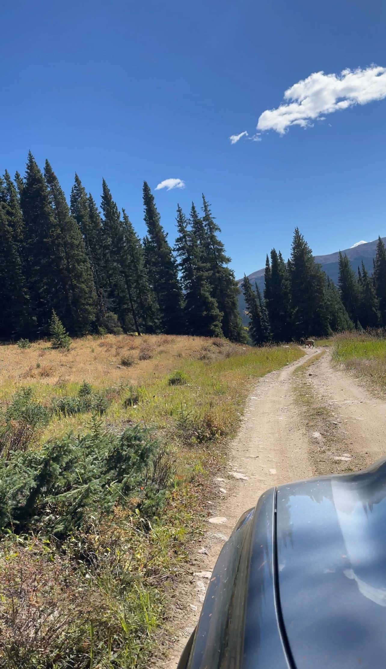Camper submitted image from Kebler Pass Designated Dispersed - PERMANENTLY CLOSED - 4