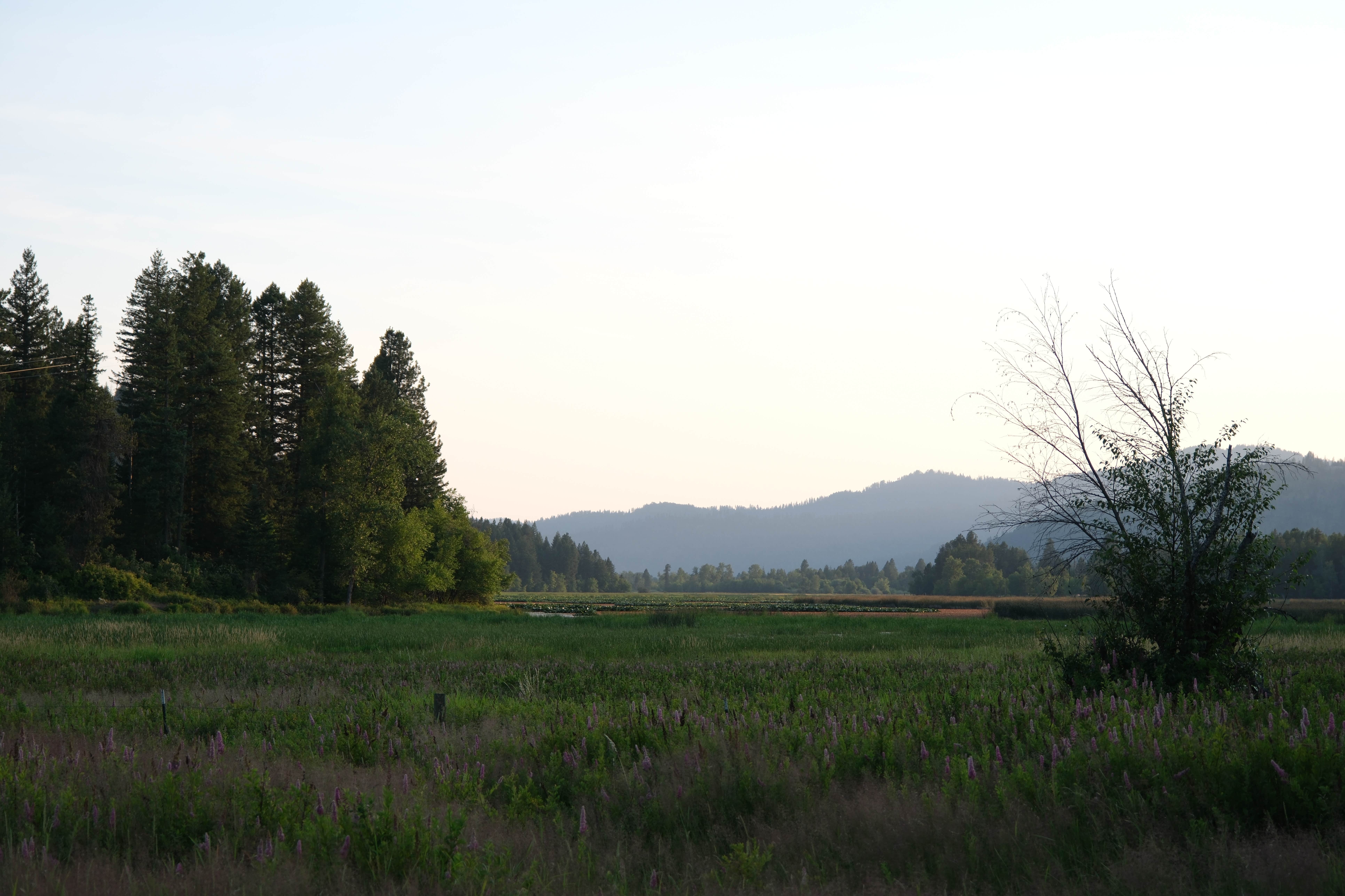 Camper-submitted photo at Bull Run Access Dispersed near Potlatch, ID