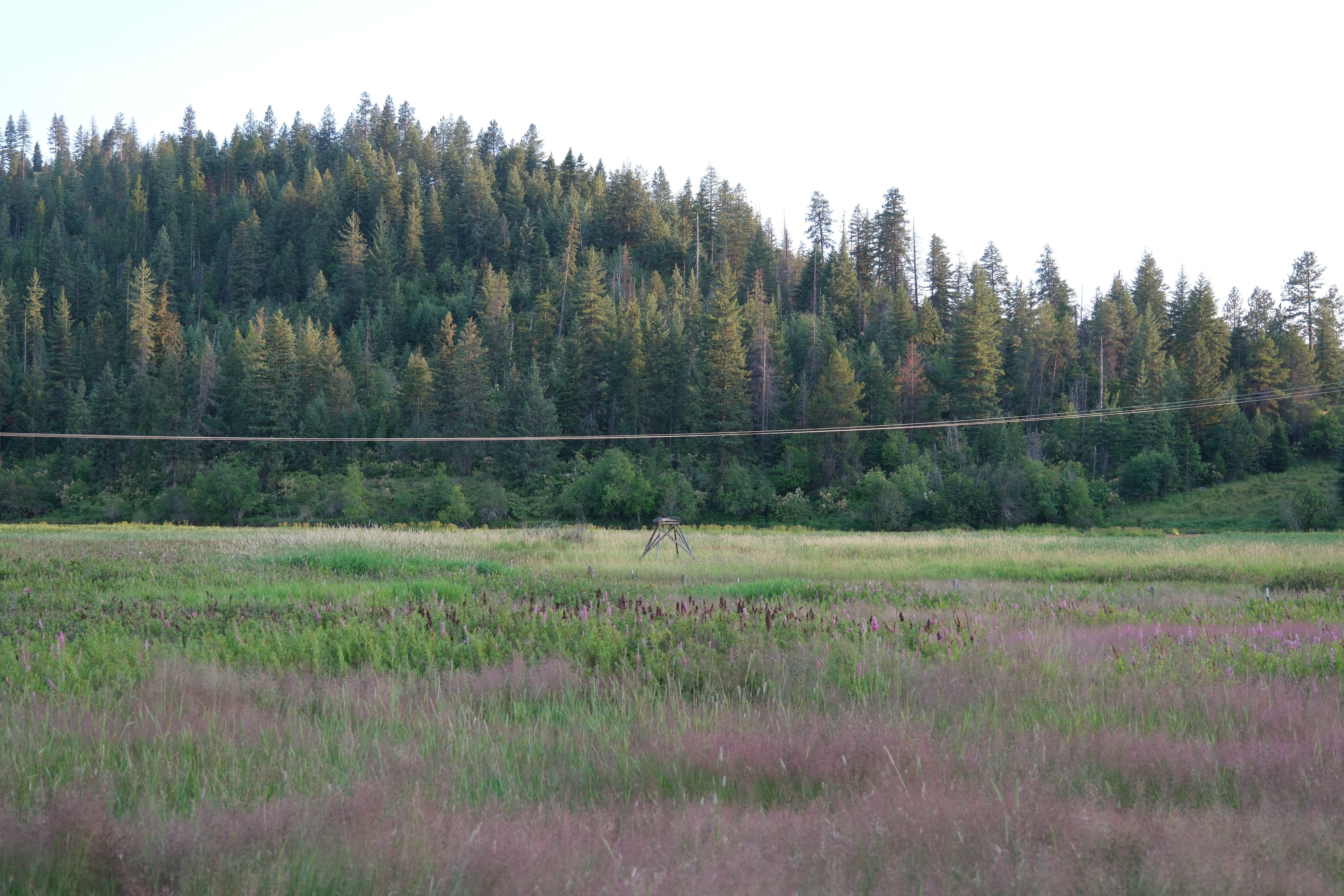 Camper-submitted photo at Bull Run Access Dispersed near Potlatch, ID