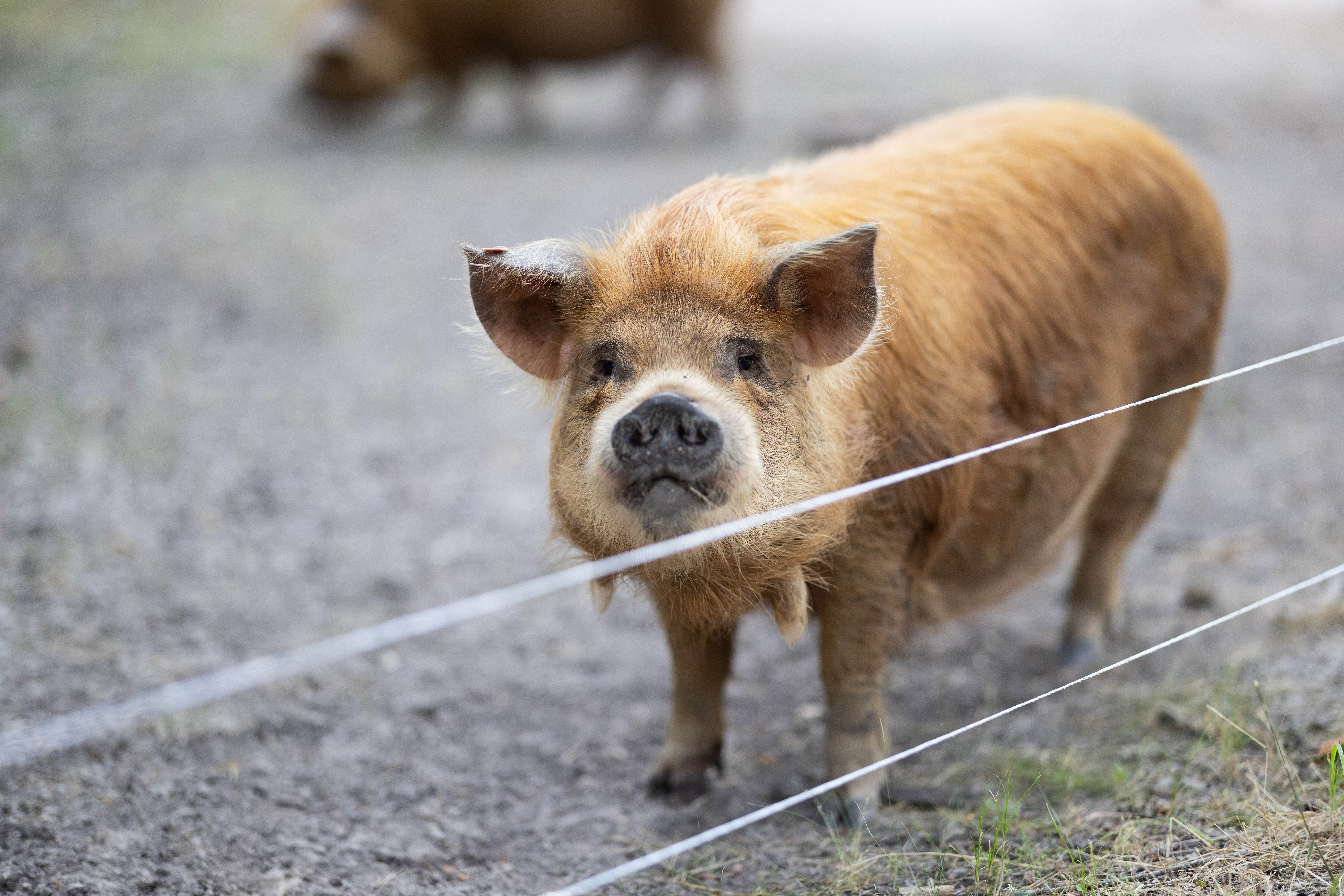 Branch Out Glamping's photo of camping with pets at Purdon Groves near Navarro Mills Lake