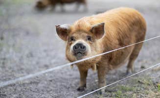 Branch Out Glamping's photo of camping with pets at Purdon Groves near Navarro Mills Lake