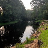 Review photo of Chalk Banks — Lumber River State Park by Bruce H., June 30, 2023
