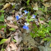 Review photo of Group Campground — Ferne Clyffe State Park by Chris D., July 8, 2023