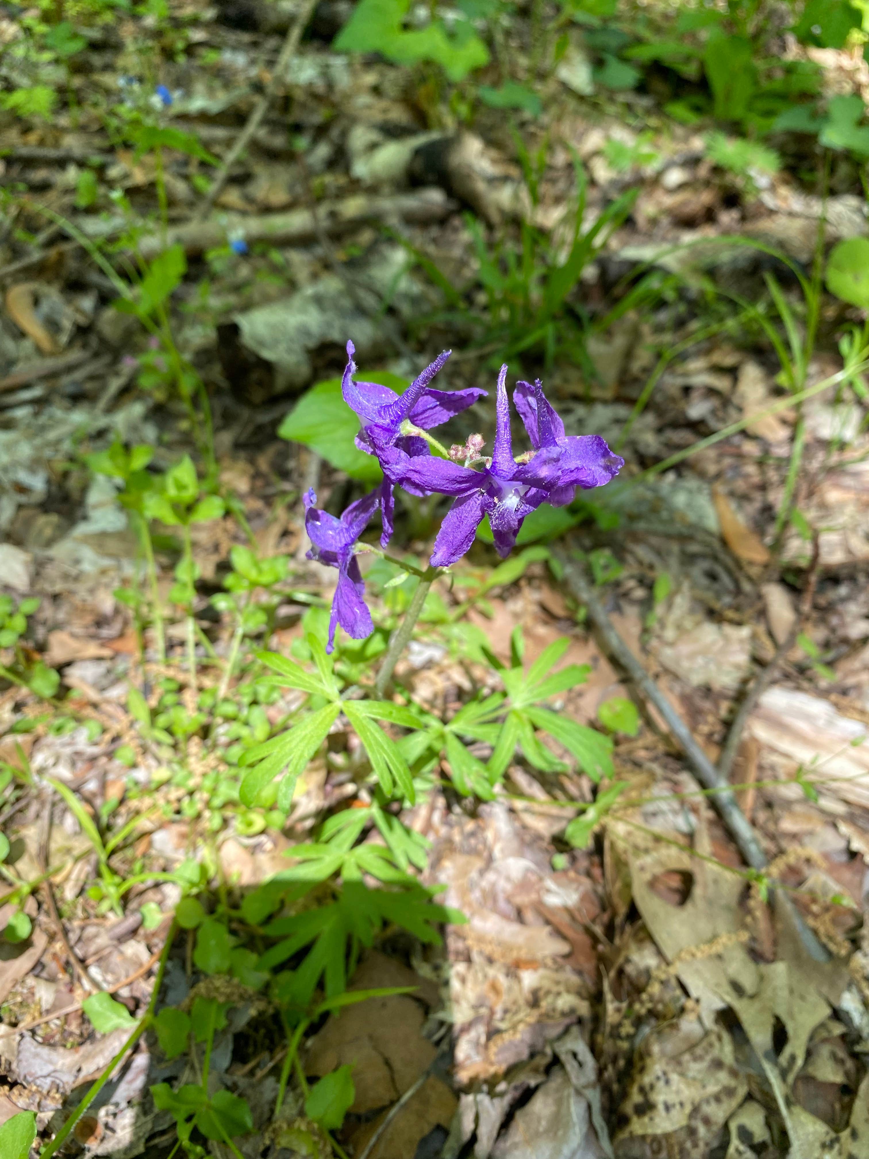 Camper-submitted photo at Group Campground — Ferne Clyffe State Park near Goreville, IL