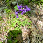 Review photo of Group Campground — Ferne Clyffe State Park by Chris D., July 8, 2023