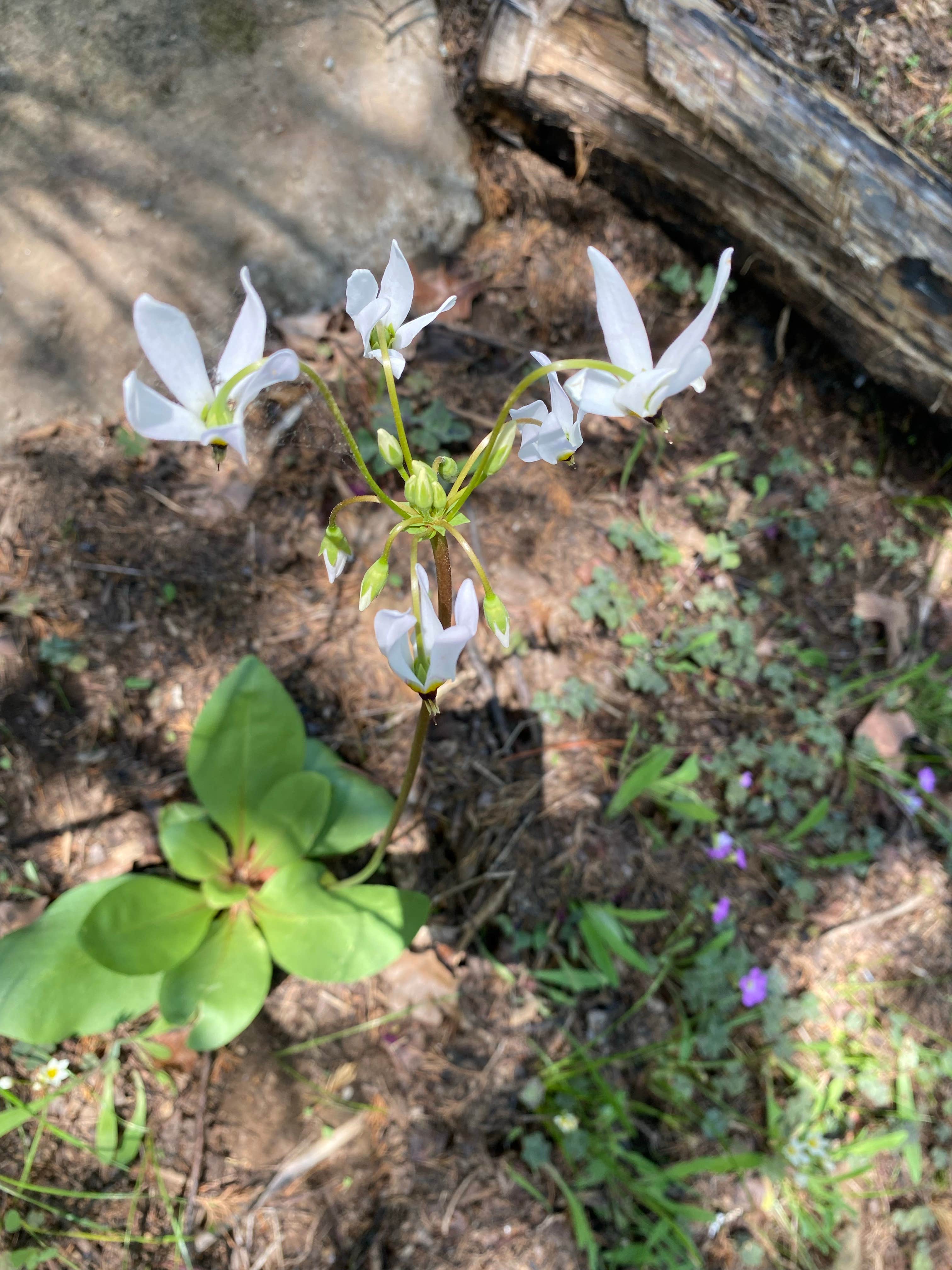 Camper-submitted photo at Group Campground — Ferne Clyffe State Park near Goreville, IL