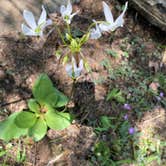 Review photo of Group Campground — Ferne Clyffe State Park by Chris D., July 8, 2023