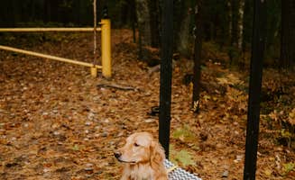 Cam N.'s photo of camping with pets at Negwegon State Park Campground near Oscoda, MI