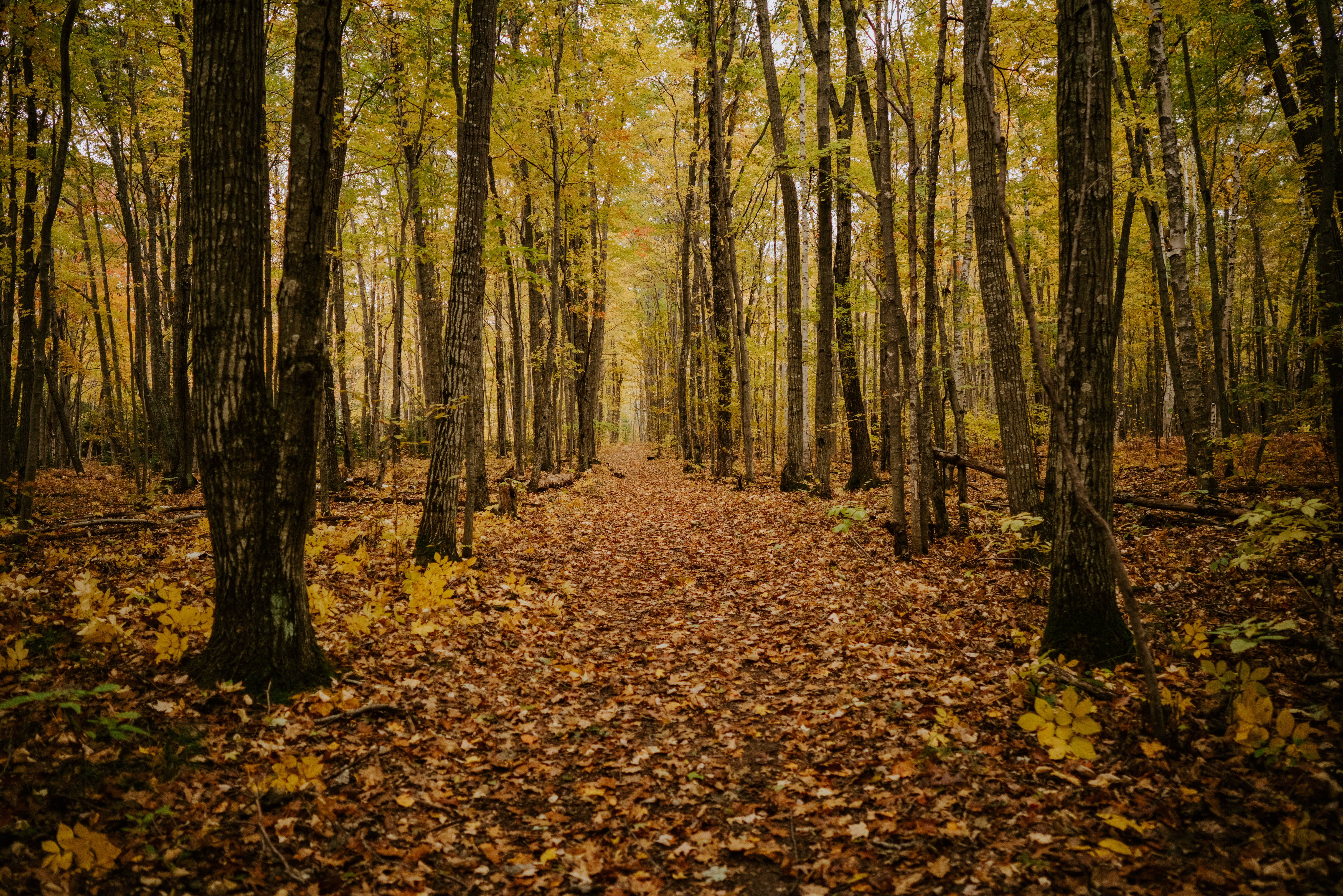 Camper-submitted photo at Negwegon State Park Campground near Black River, MI