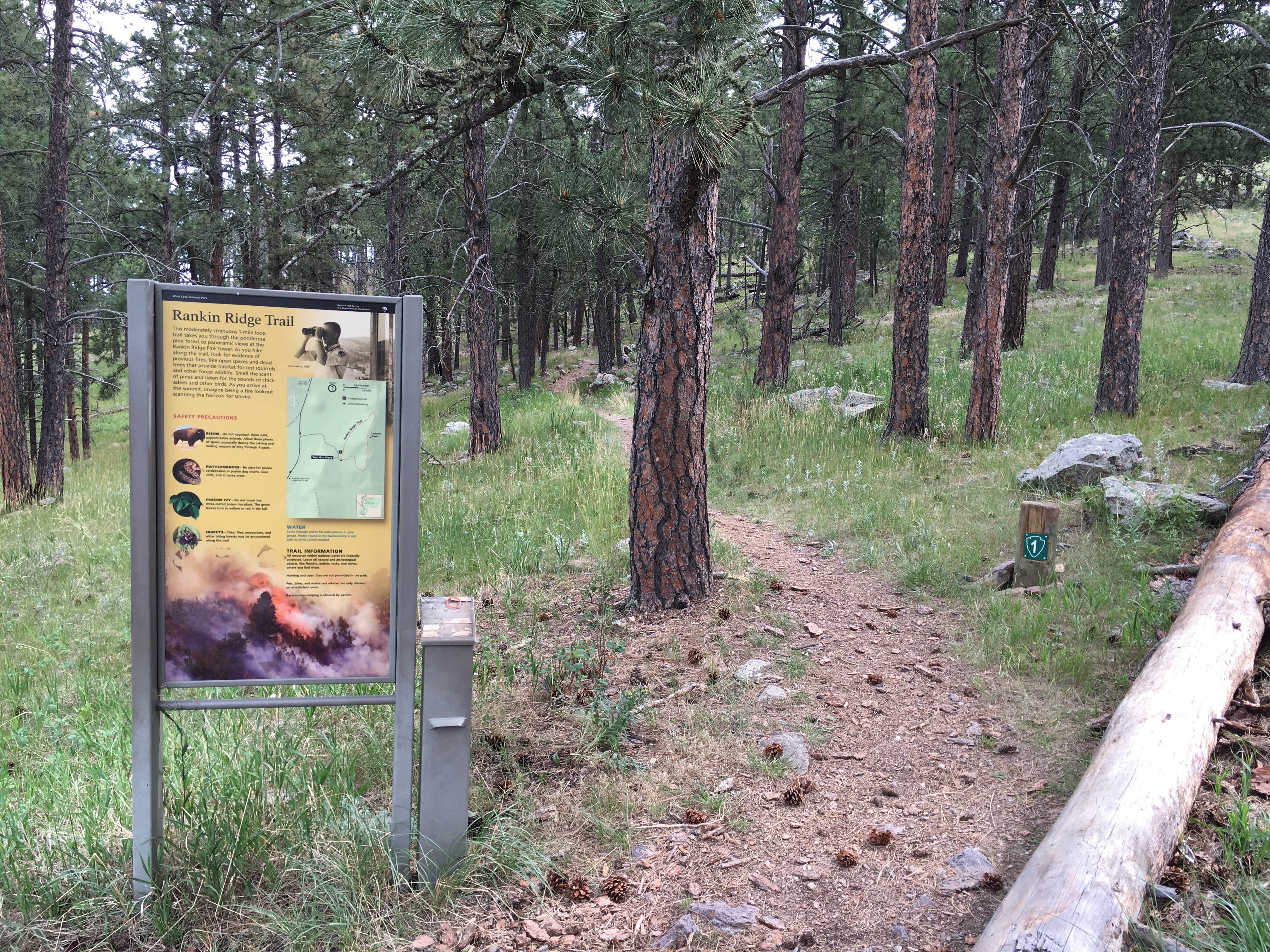 Camper submitted image from Elk Mountain Campground — Wind Cave National Park - 5