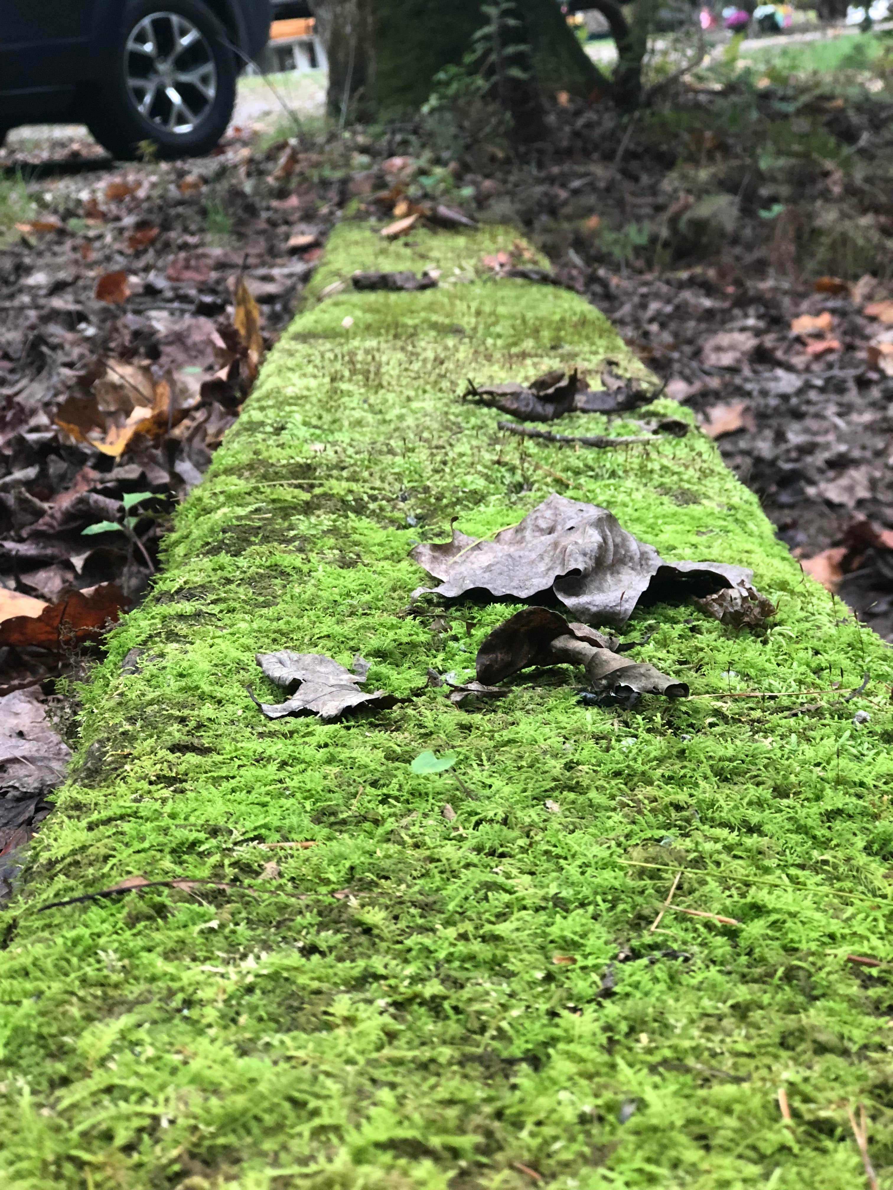 Camper submitted image from Cherry Hill Campground - 5