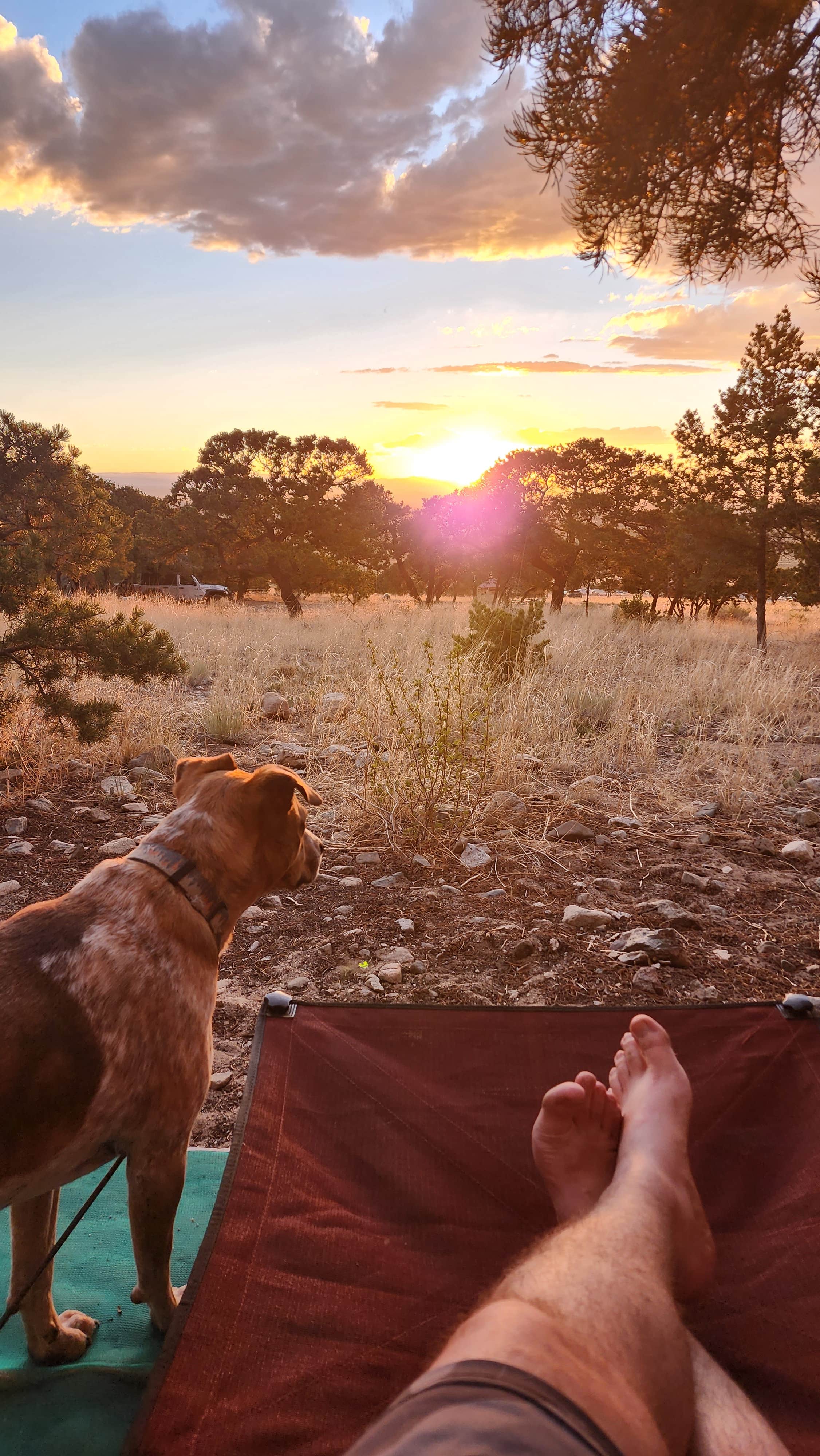 Jay B.'s photo of camping with pets at Great Sand Dunes Oasis near Great Sand Dunes National Park And Preserve