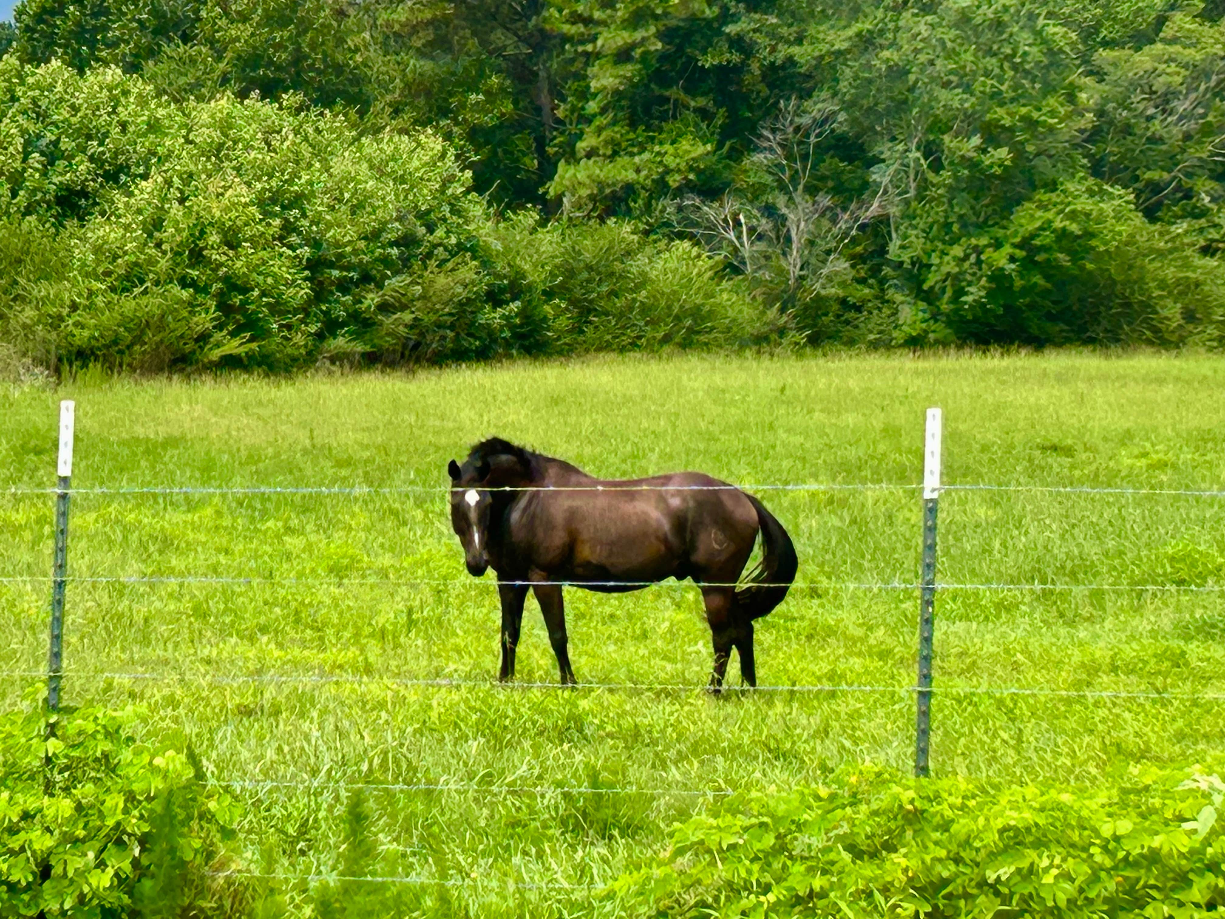 Faye Whittemore Farms Inc
